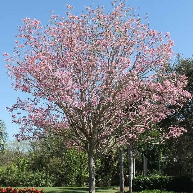 thumbnail for publication: Tabebuia heterophylla: Pink Trumpet Tree